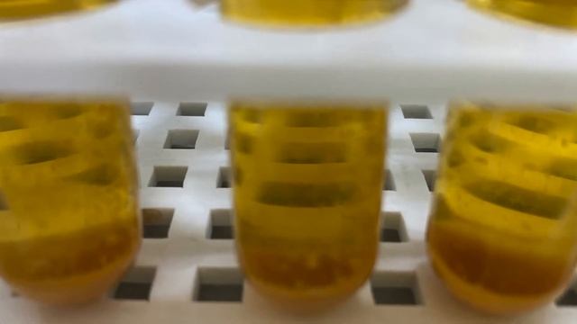 Cordyceps - POLYSACCHARIDES EXTRACTION смотреть онлайн