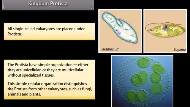 #9th #BIOLOGY #Diversity in Living Organisms I смотреть онлайн