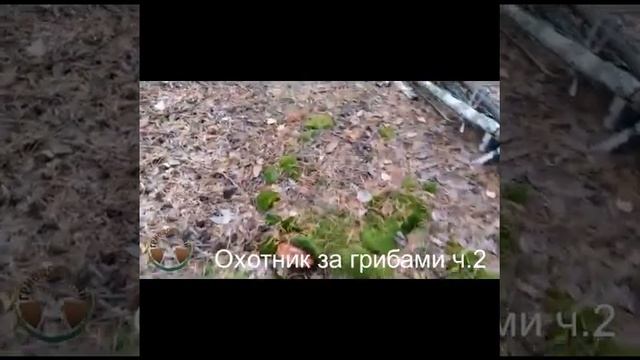 Охотник за грибами ч2 смотреть онлайн
