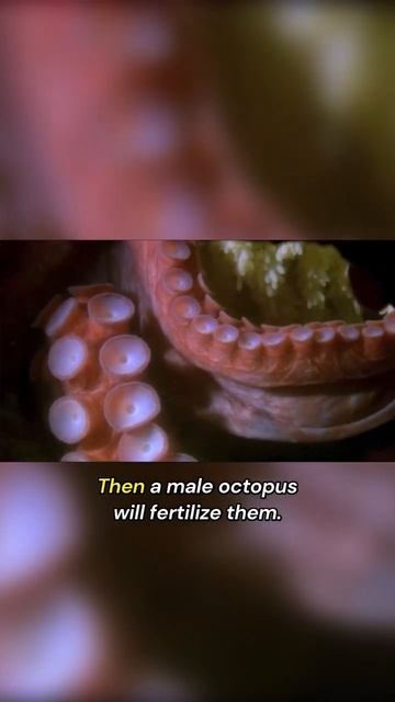 Unbelievable Animal Mating Habits That Will Leave You Speechless смотреть онлайн