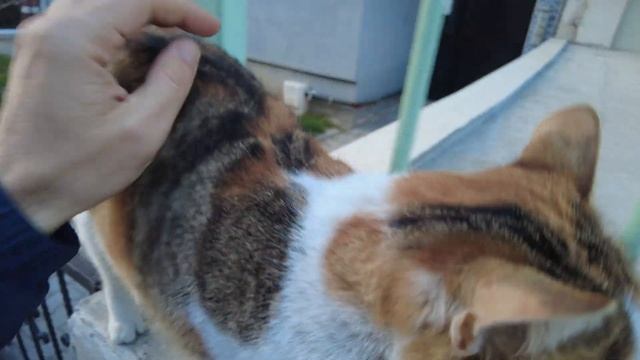 Beautiful Calico Cat Saw Her Owner and She Ran Away. смотреть онлайн