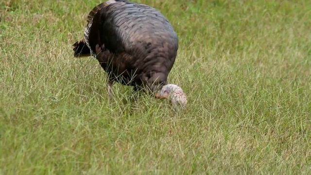 Bustling animal world sounds, monkey, gorilla, flamingo, lion, tiger, koala bear, panda смотреть онлайн