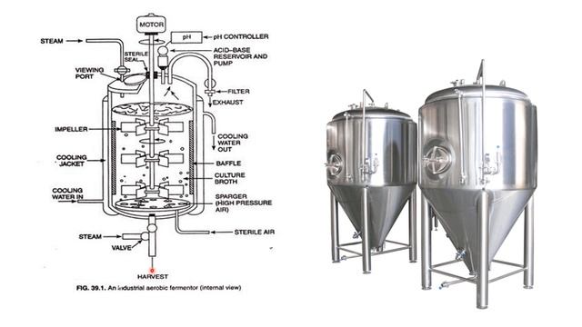 INDUSTRIAL  Production ANTIBIOTICS- Penicillium