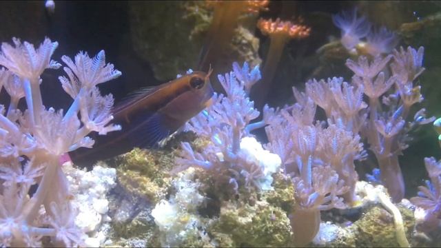Веерный червь и собачка в морском аквариуме смотреть онлайн