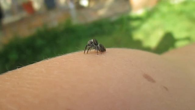 Jumping spider investigating me (Springspin! :-) смотреть онлайн