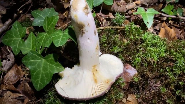 Russula cyanoxantha, October 21, 2023 смотреть онлайн