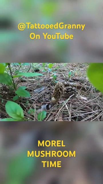 THE MOREL MUSHROOM HUNTERS, #shorts, #morelmushroomhunting, #morelmushrooms смотреть онлайн