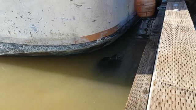 Морской лев схватил и утащил ребенка под воду!!! смотреть онлайн