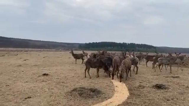 Благородные олени в Сосновском районе смотреть онлайн