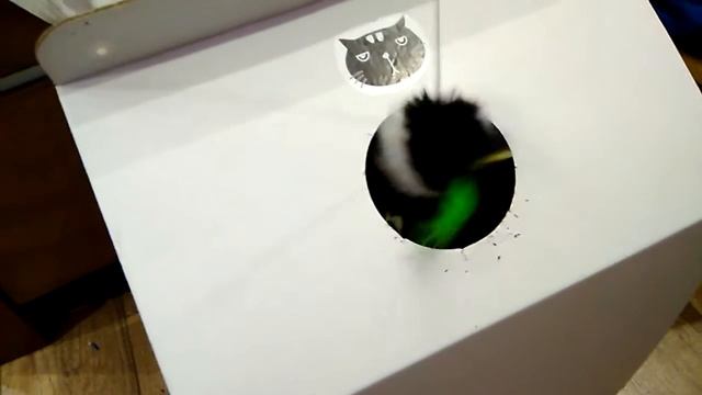 Котенок играет в Milk Box смотреть онлайн