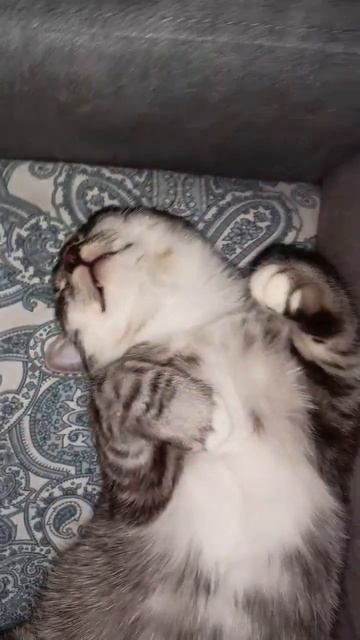 В чудесном сне 😴🥰 #котиксаймон #милыекотики #милота #catshorts #catlover смотреть онлайн