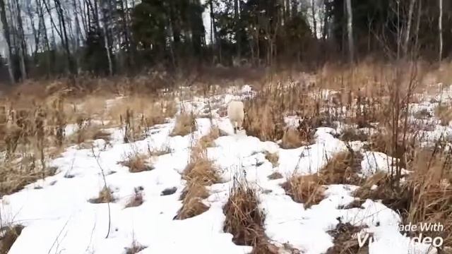 Учим команду "ко мне" смотреть онлайн