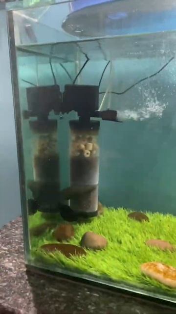 Arapaima feeding goldfish #lechusvlogs#arapaima#malayalam#amazoneriver смотреть онлайн