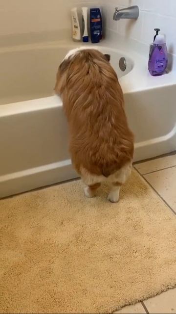 БОЛИТ ЖИВОТ ОТ СМЕХА🤣ВСЕ ЗАВТРА НА ДИЕТУ/My Friends смотреть онлайн