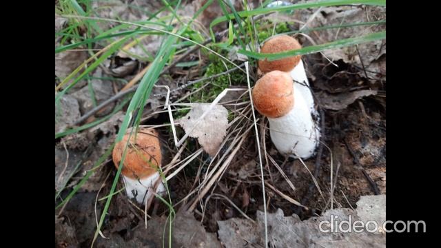 Анастасия Пчелина - Грибы Подосиновики 11 - Три Подосиновика смотреть онлайн