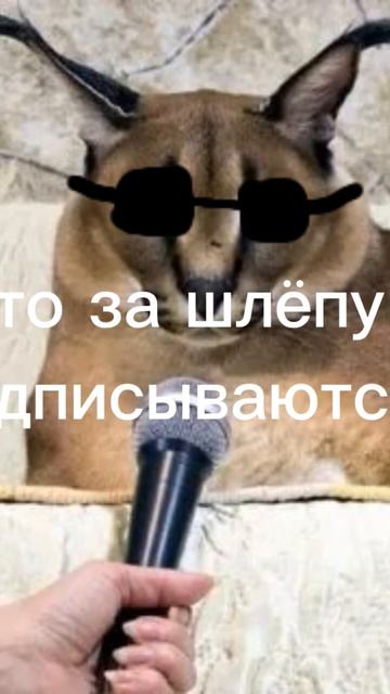 шлёпа и капибара #шлёпа #шлёпатоп #капибара #капибаратоп смотреть онлайн