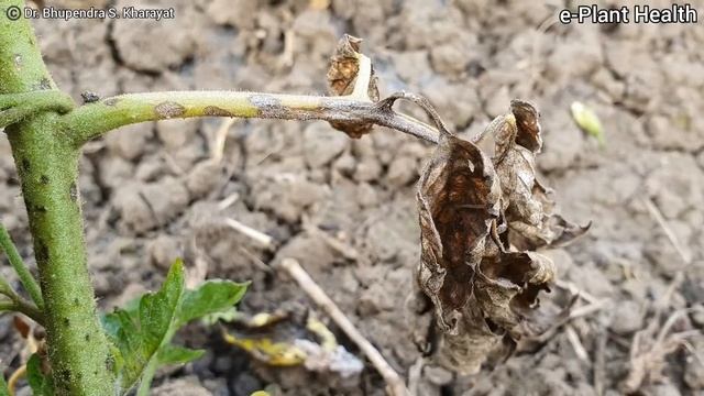 Septoria Leaf Spot of Tomato | टमाटर का सेप्टोरिया पर्ण चित्ती |Tomato| Dr. Bhupendra S. Kharayat смотреть онлайн