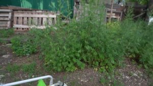 Триммер на колесах + насадка-культиватор. Тестируем бензиновые триммер REDVERG RD-GB252W