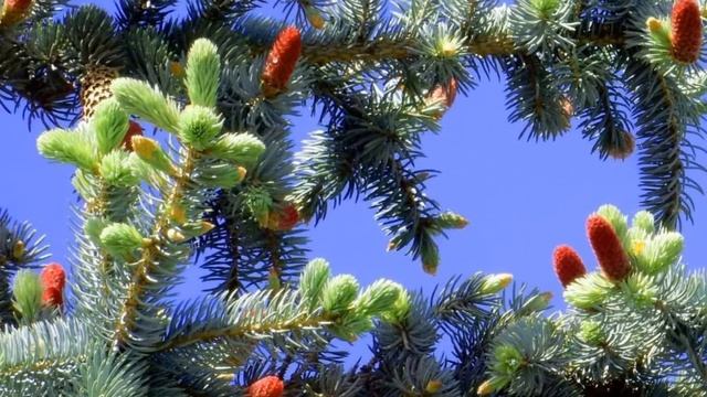 ЗОЛОТАЯ ОСЕНЬ смотреть онлайн