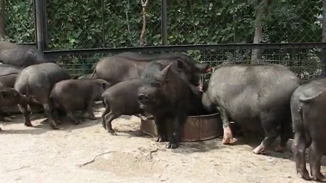 типичное свинское поведение