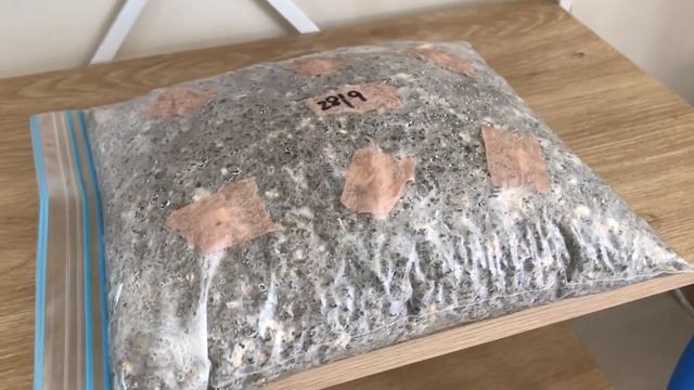 GROWING DUMMY// Growing oyster MUSHROOMS at home! смотреть онлайн
