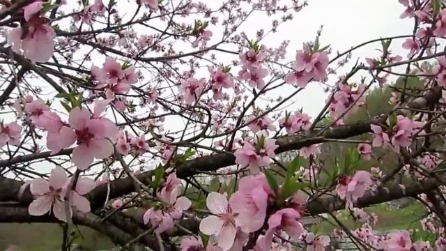 외나무다리 - 최무룡 (법전) смотреть онлайн