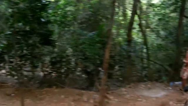 Большой баньян на втором холме в Арамболе