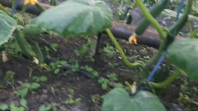 20.20 20 .VA BODIRINGNI BARGINI OLISH EXTIYOT BO‘LING смотреть онлайн