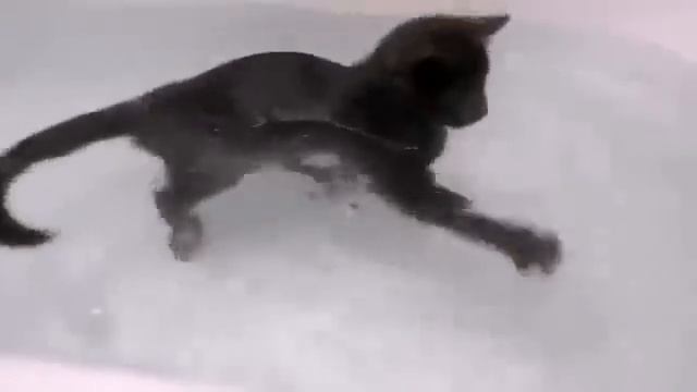 6. Кот любит плавать. смотреть онлайн