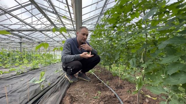 Як Мікогардіан покращує живлення рослин