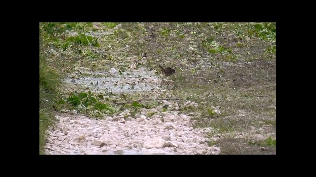 White-spotted Bluethroat at Portland Bill, Dorset, 24th March 2013 смотреть онлайн