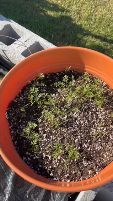 Planting carrot seeds in a container #shorts смотреть онлайн