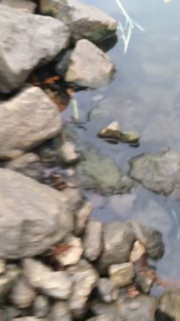 11/5/17 Rapala Shad-R Illinois смотреть онлайн