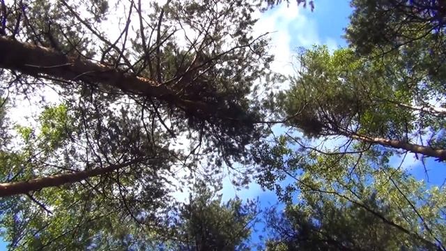 О чём шумит взволнованно листва? смотреть онлайн