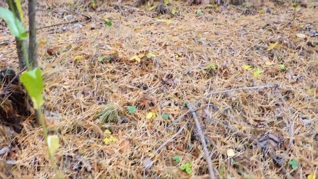 ЗОЛОТАЯ ОСЕНЬ