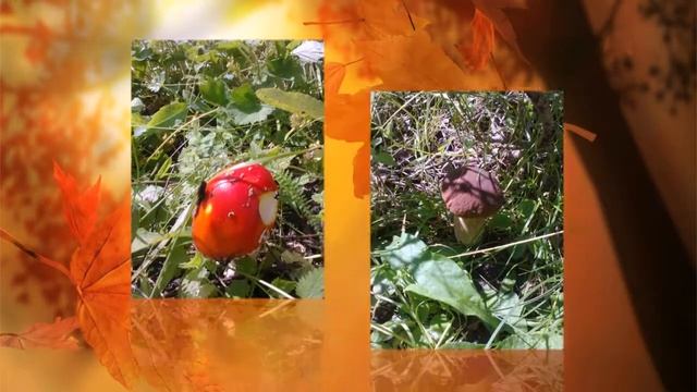 Лето! Сбор грибов! смотреть онлайн