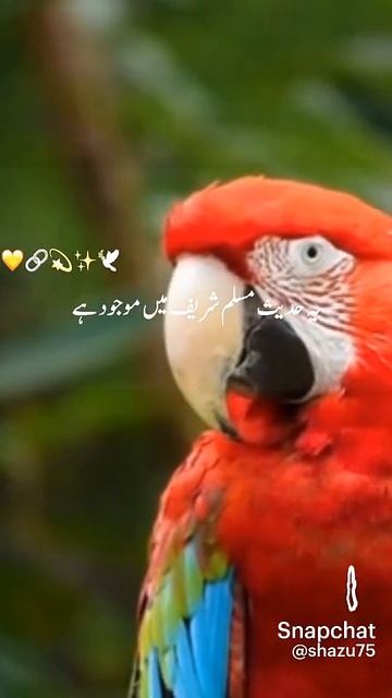 Nabi Pak(SAW) Ny Farmya❤😍Jannat Mai Wo Log  Jayinge..#islamic#short#yt_shorts#viral#video#subscribe
