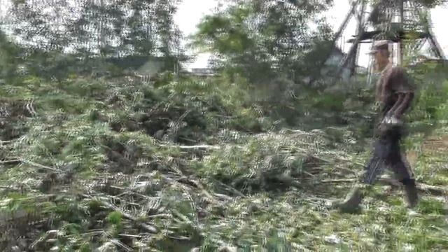 Буска и воробышки. Культура лесопользования. 15. 07. 2017 смотреть онлайн