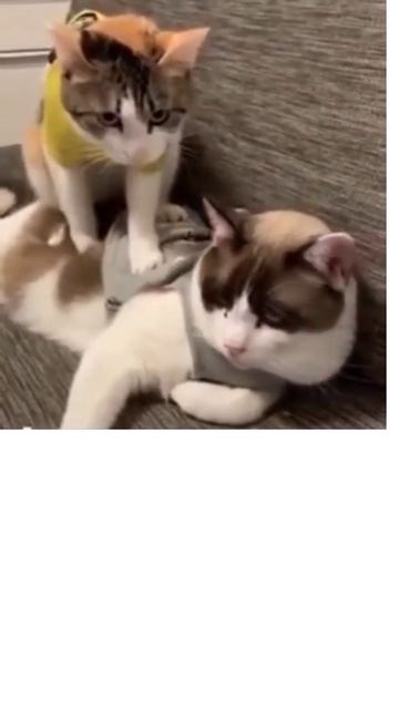 Os gatos mais lindo do YouTube смотреть онлайн