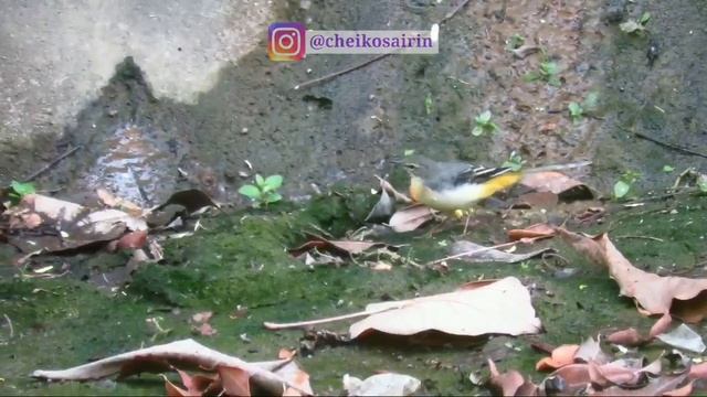 Grey Wagtail filmed with Canon Powershot SX60 HS | Birding In Singapore | Sabahan Youtuber смотреть онлайн