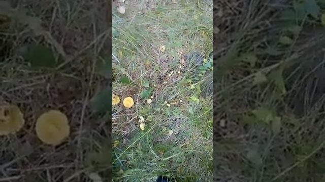 Матрос Огурцов. Разведка #3 смотреть онлайн