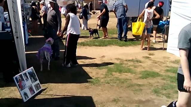 Dingo Goes To Hollywood Special Feature 003 - Doggie Street Festival In LA смотреть онлайн