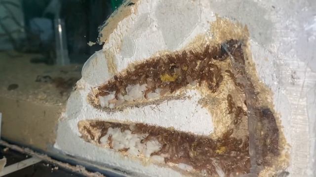 Camponotus maculatus explodieren 200+ смотреть онлайн