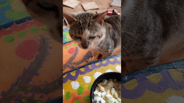 Бандюганская морда кота Марсика. смотреть онлайн