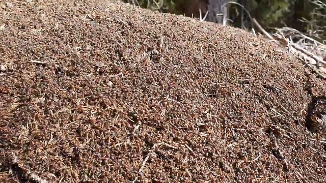 ANTS-social distancing ! смотреть онлайн