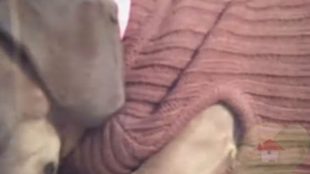 Aspergillus Parasiticus