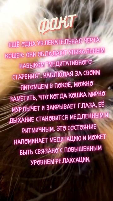 увлекательная черта кошек #топ #факты #мемы #приколы #интересно #интересныефакты #интересное #факты смотреть онлайн