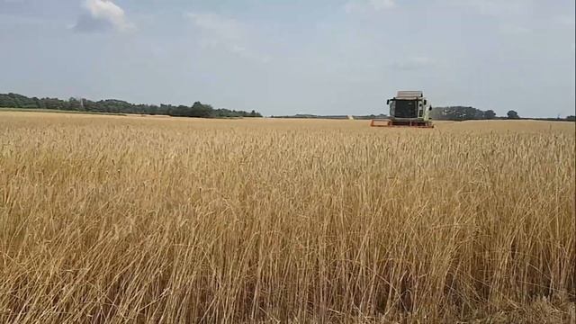 Żniwa 2019✔️ Claas Tucano 430✔️ смотреть онлайн