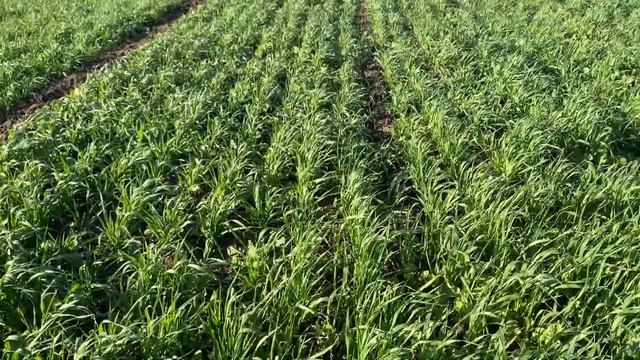 Carbon Sequestration and Soil Management смотреть онлайн