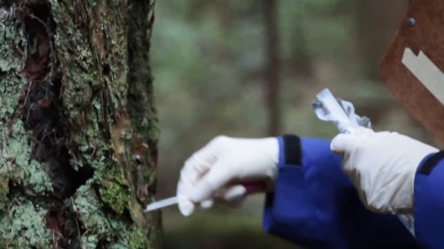 The Case of Cryptococcus gattii смотреть онлайн